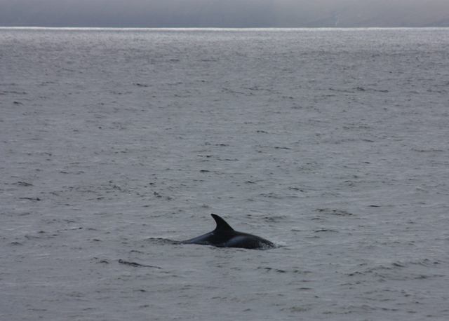 Sept 26 White beaked dolphin